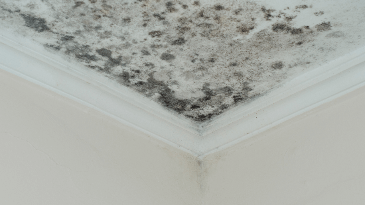 Mold on your roof: Causes, prevention, and specific solutions for Miami homes